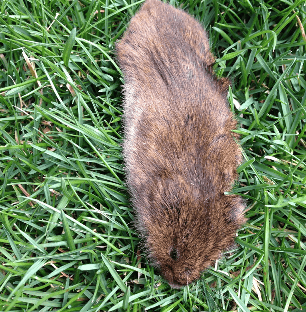 Brown vole lying on green grass