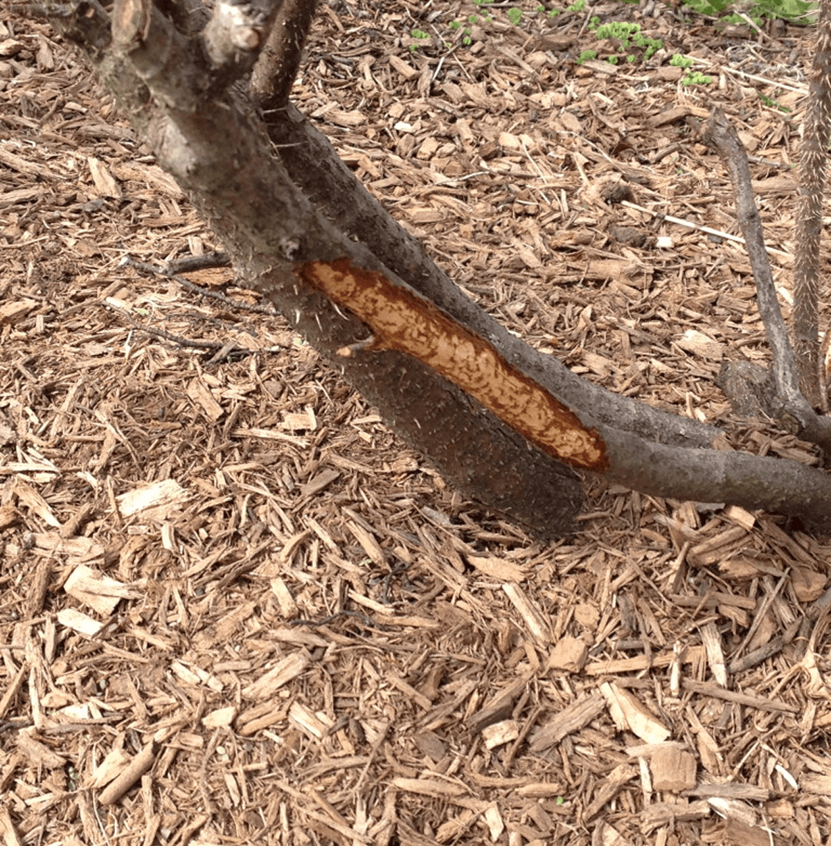 Damaged tree branch on mulch