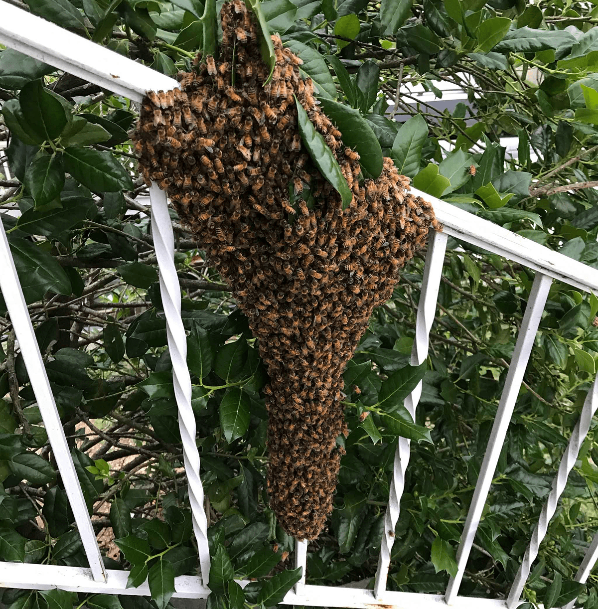 Cluster of bees hanging from fence
