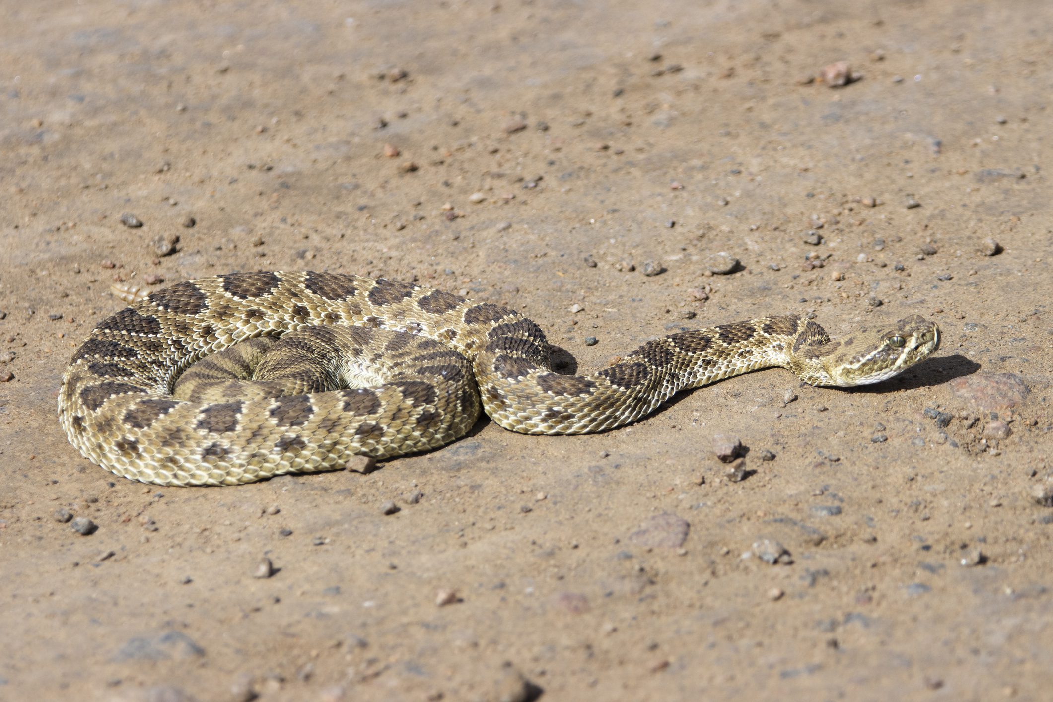 Coiled snake on rocky terrain