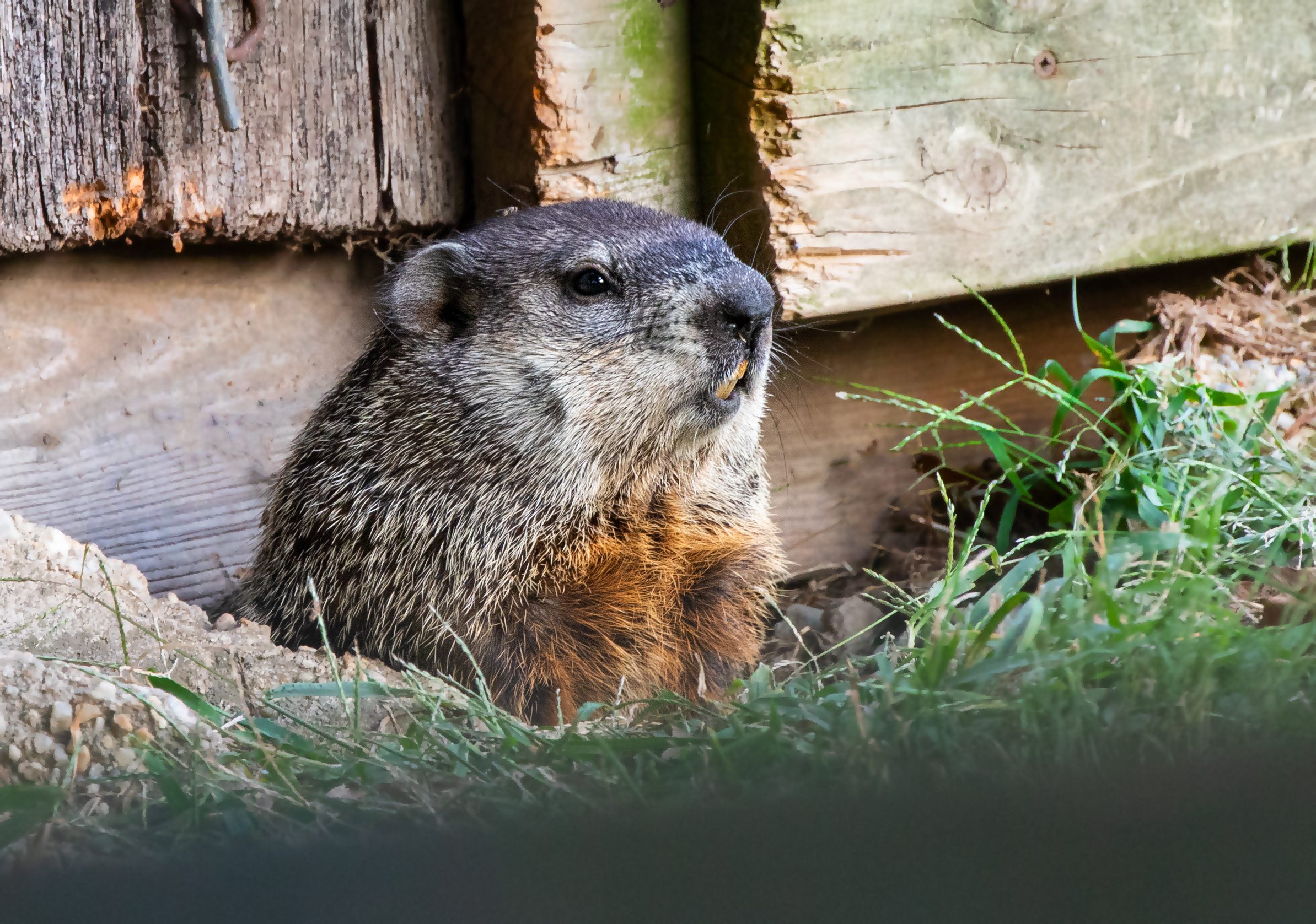 Groundhog surrounded by grass and wood