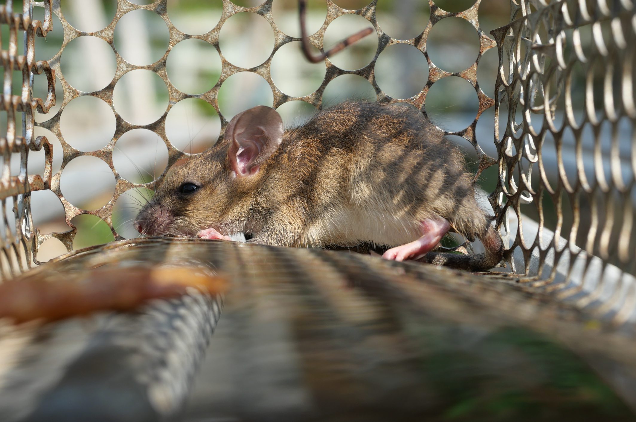 Small mouse caught in a cage