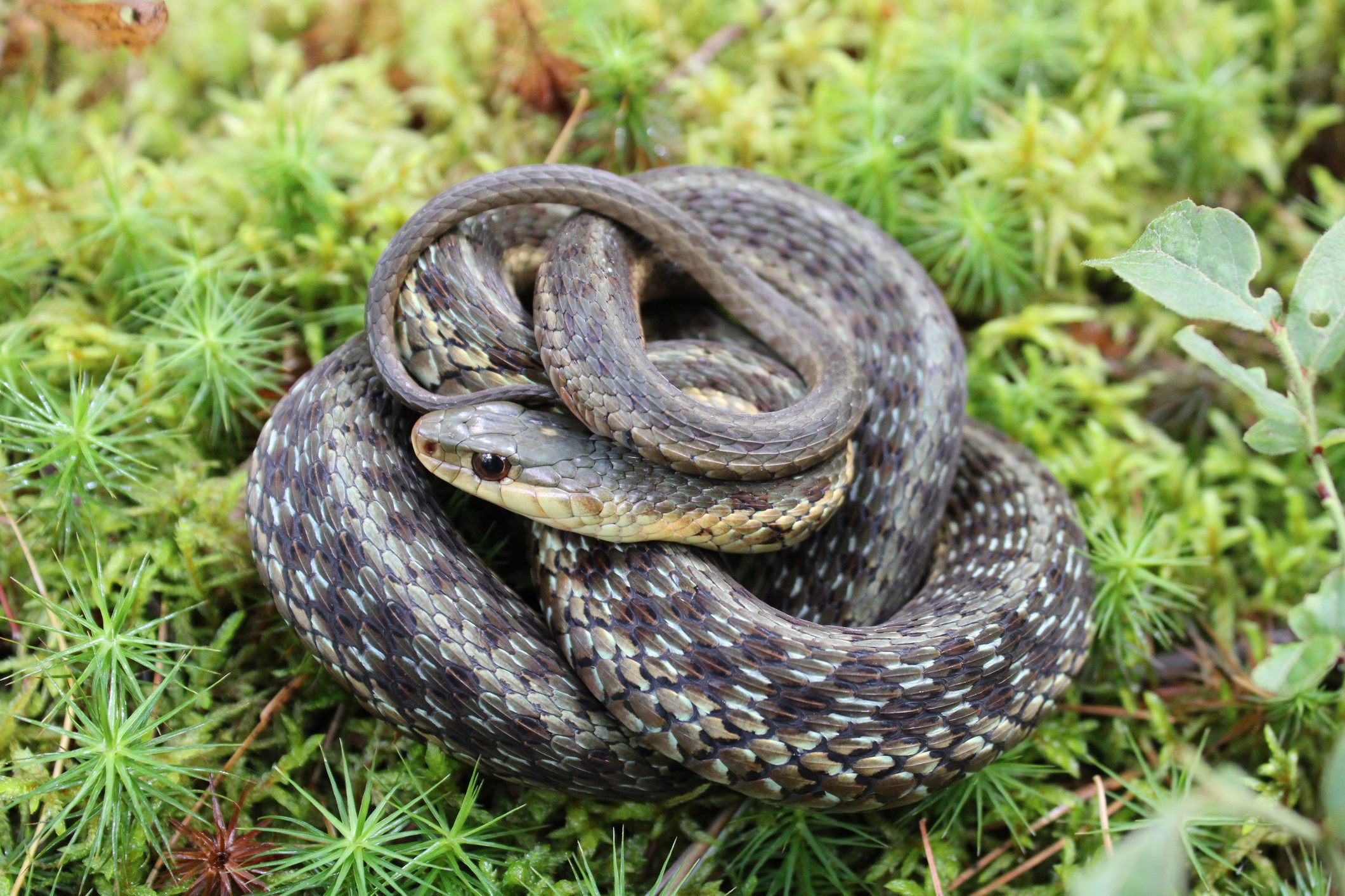 Coiled snake on green moss