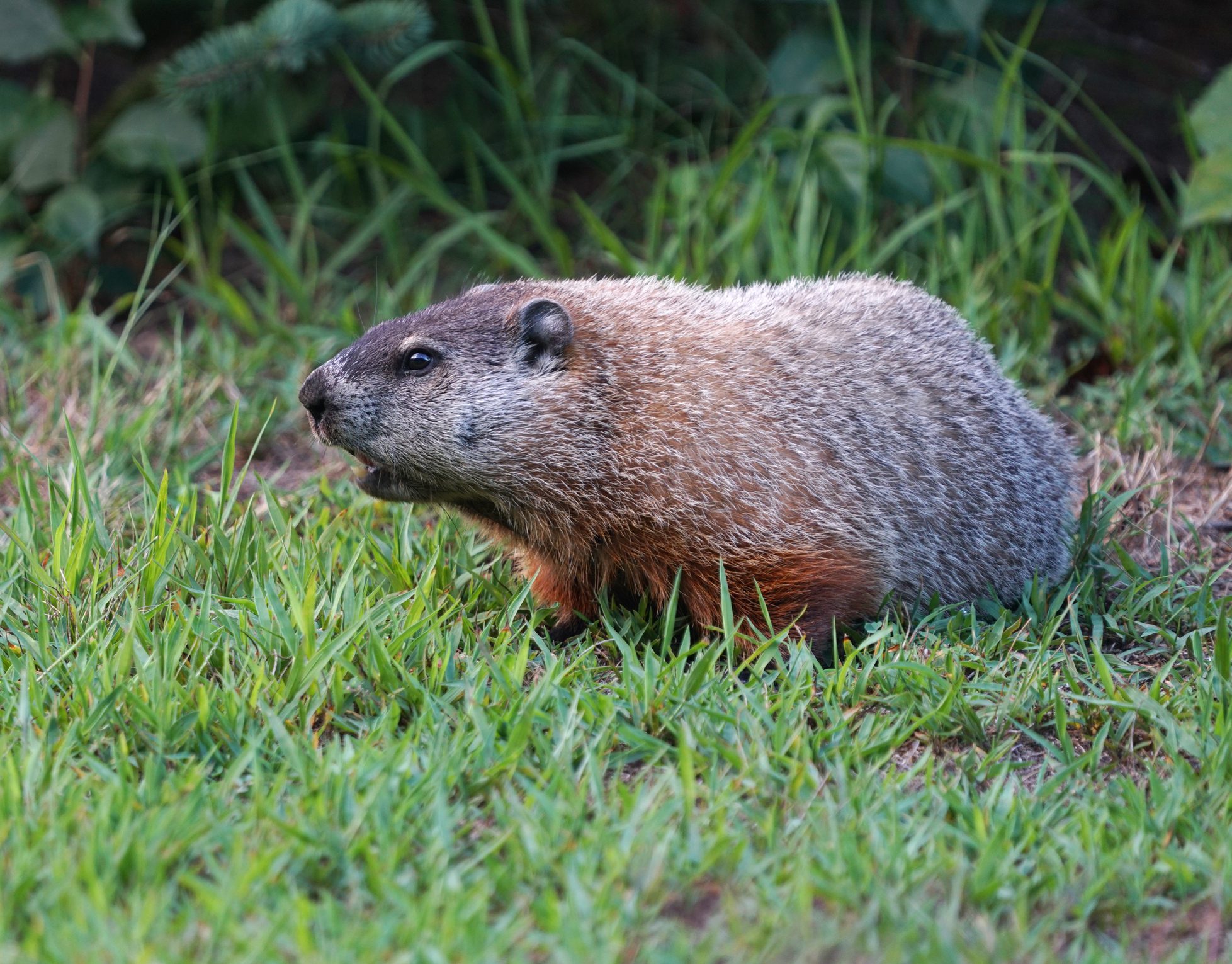 Groundhog exploring its natural habitat