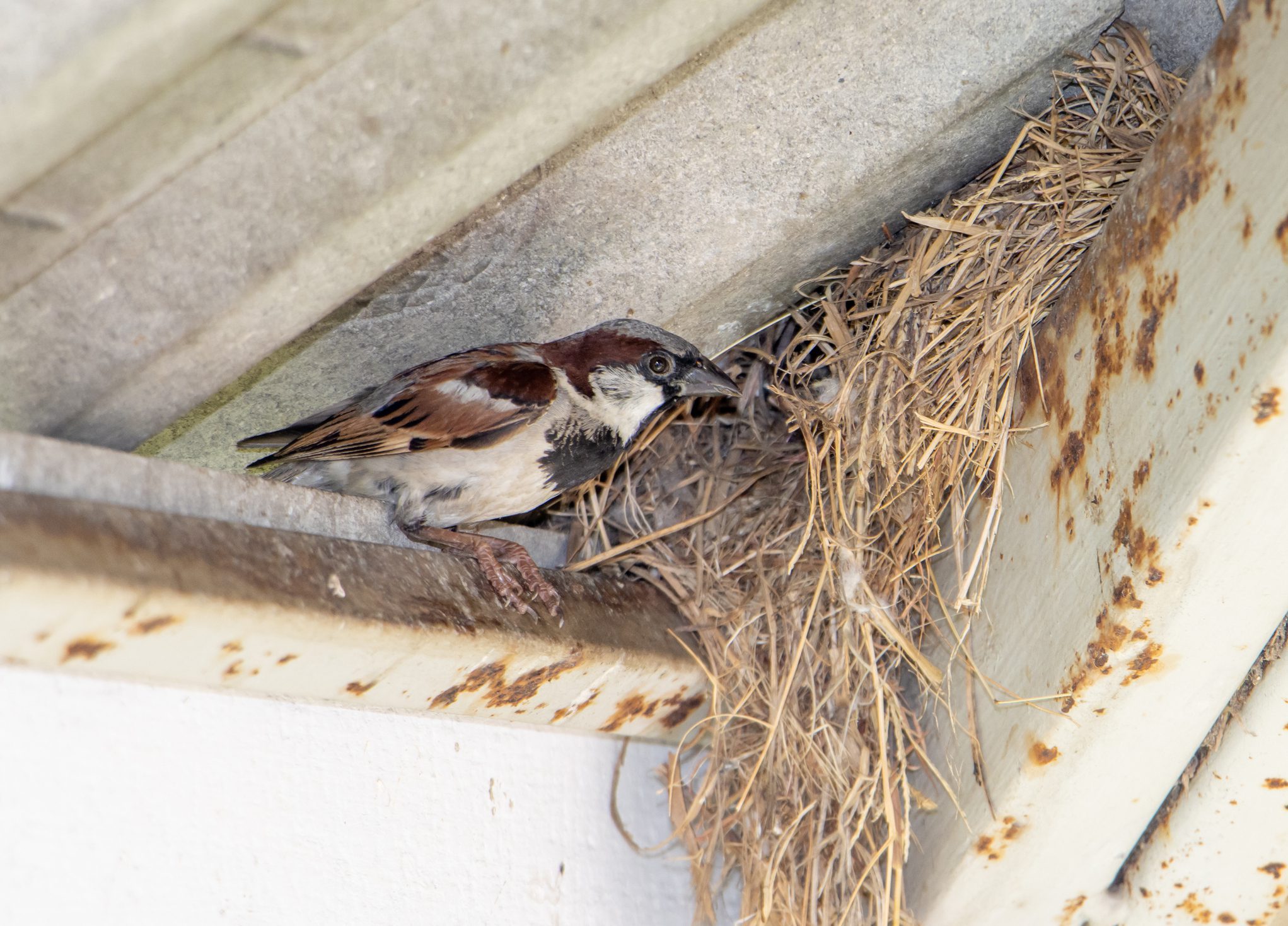 Bird nesting in house roof