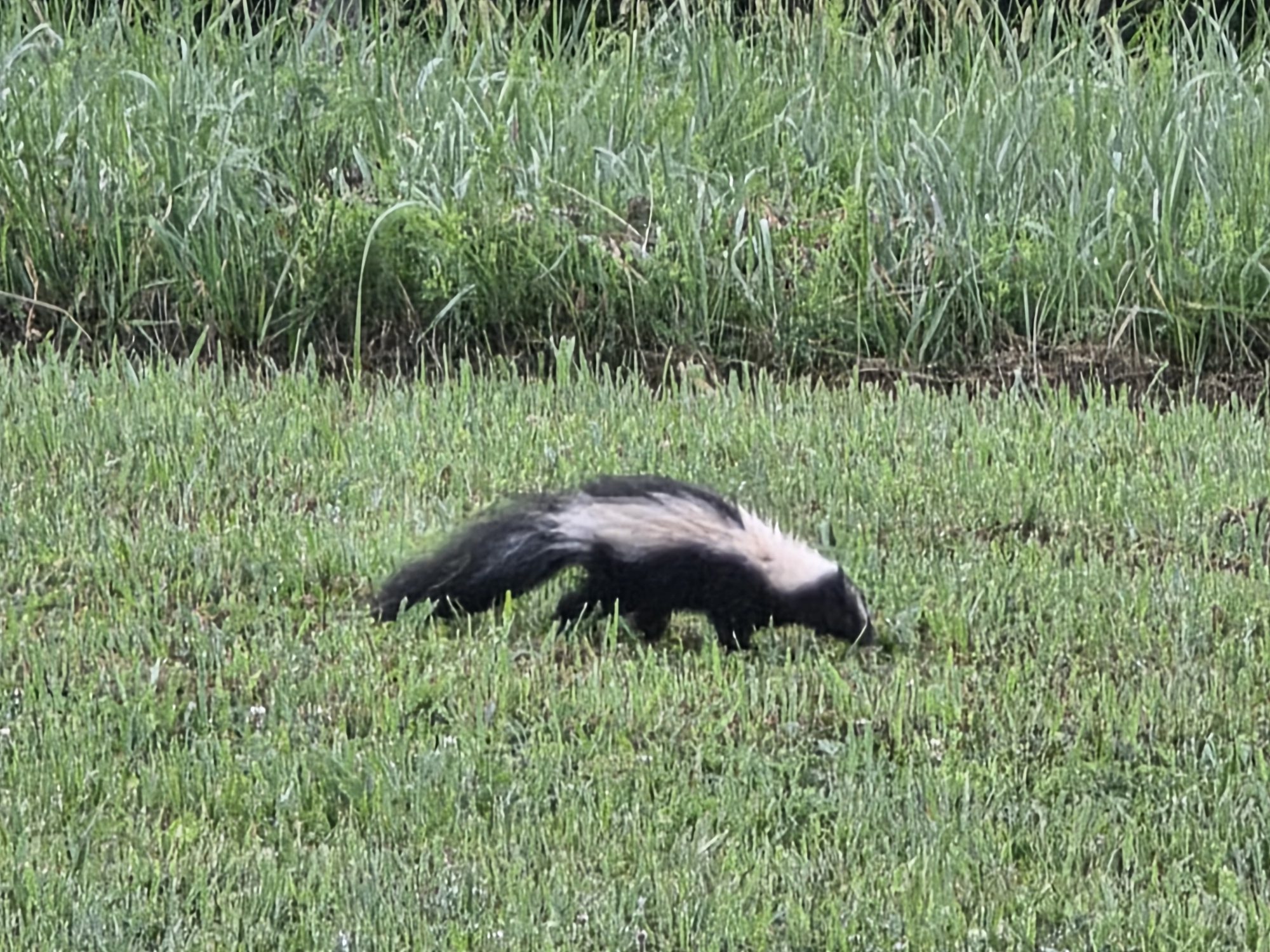 Skunk in a lush green meadow