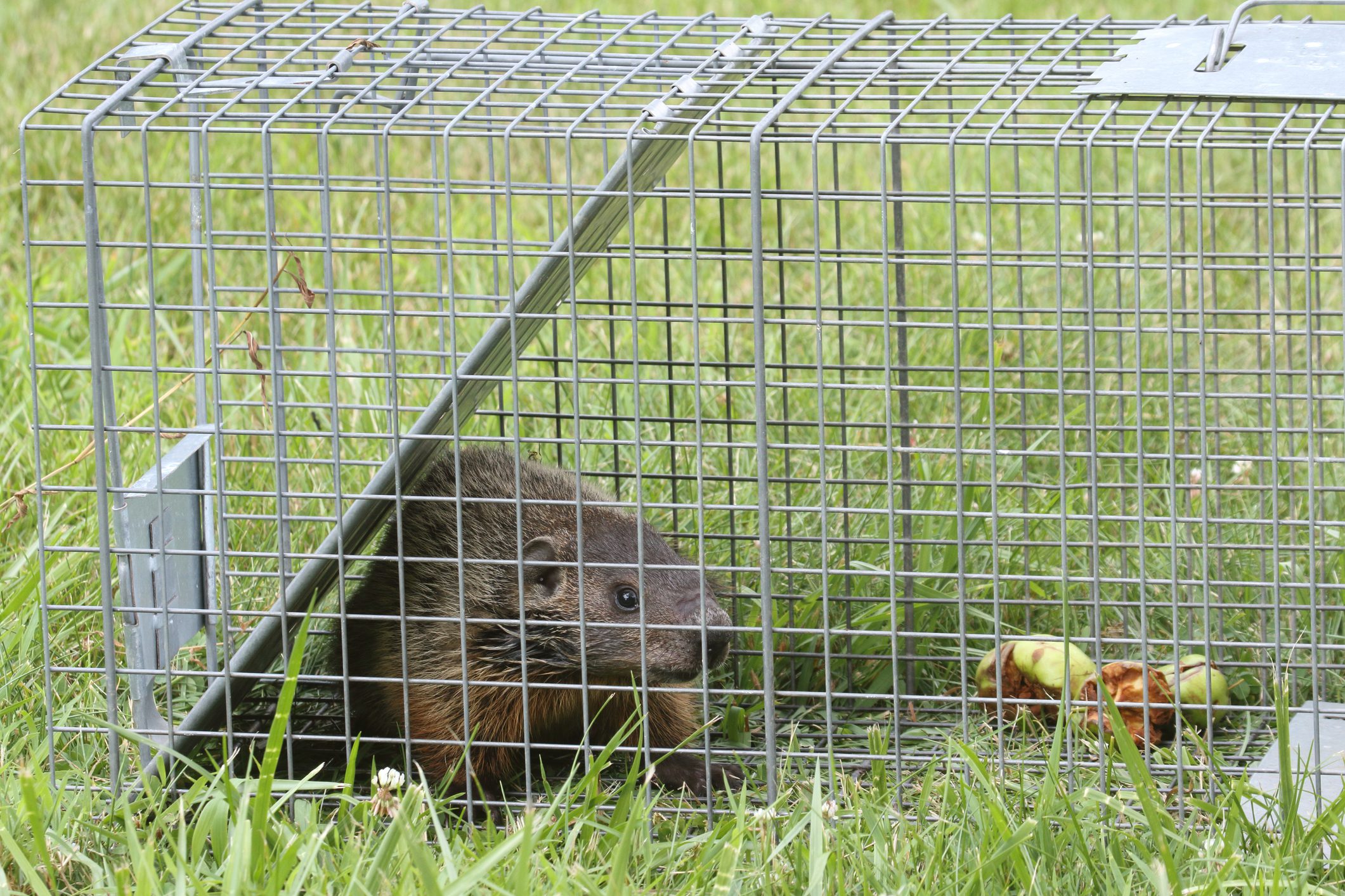 Groundhog trapped in cage on grass