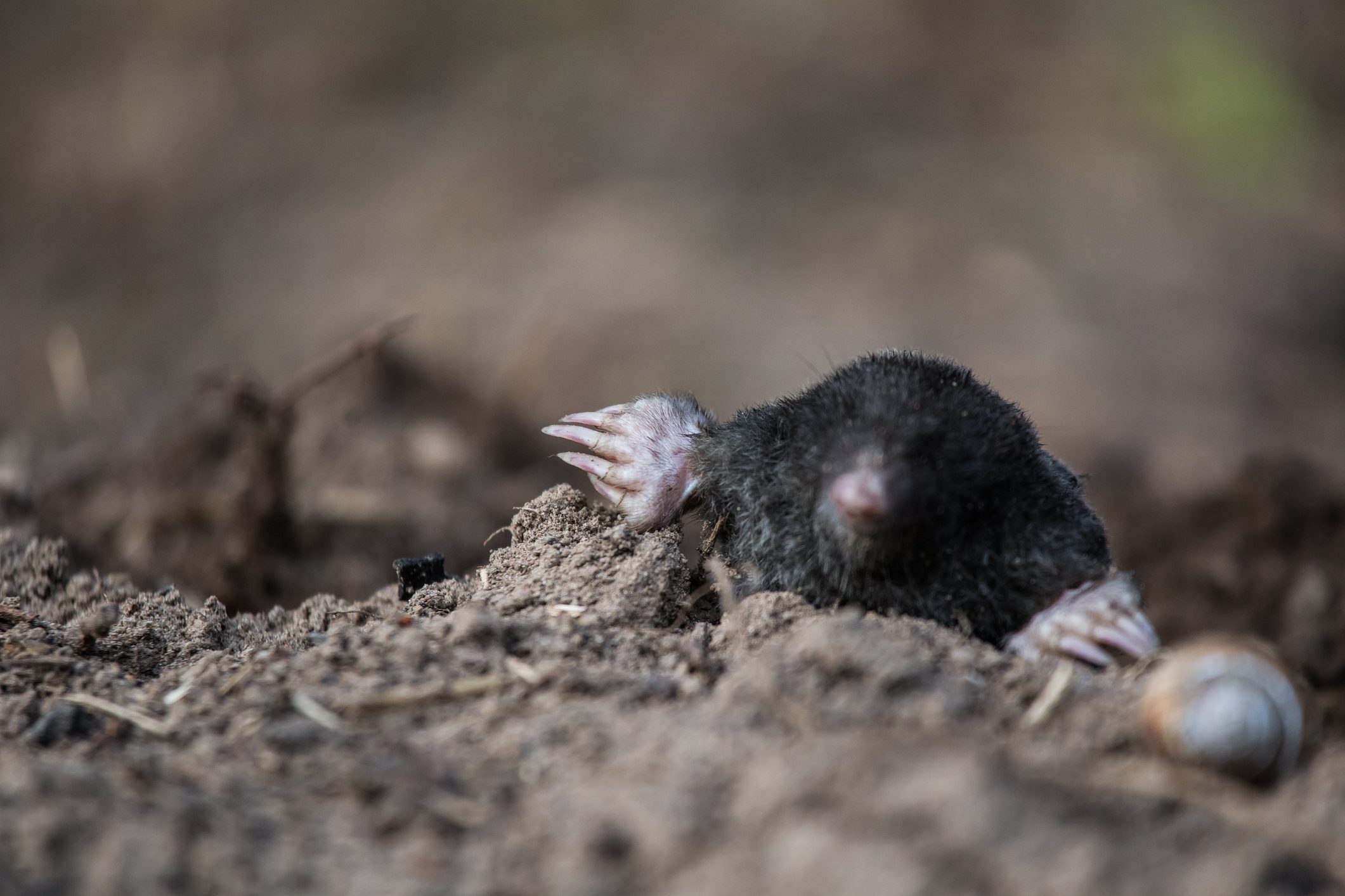Mole emerging from the soil