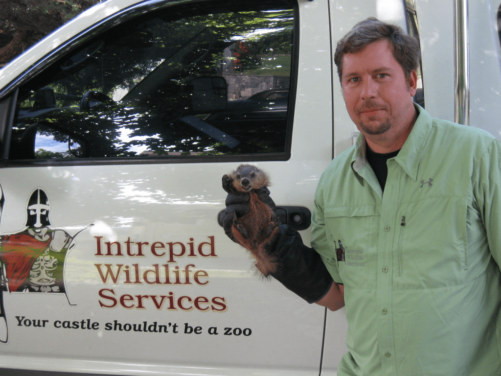 Woodchuck Prevention
