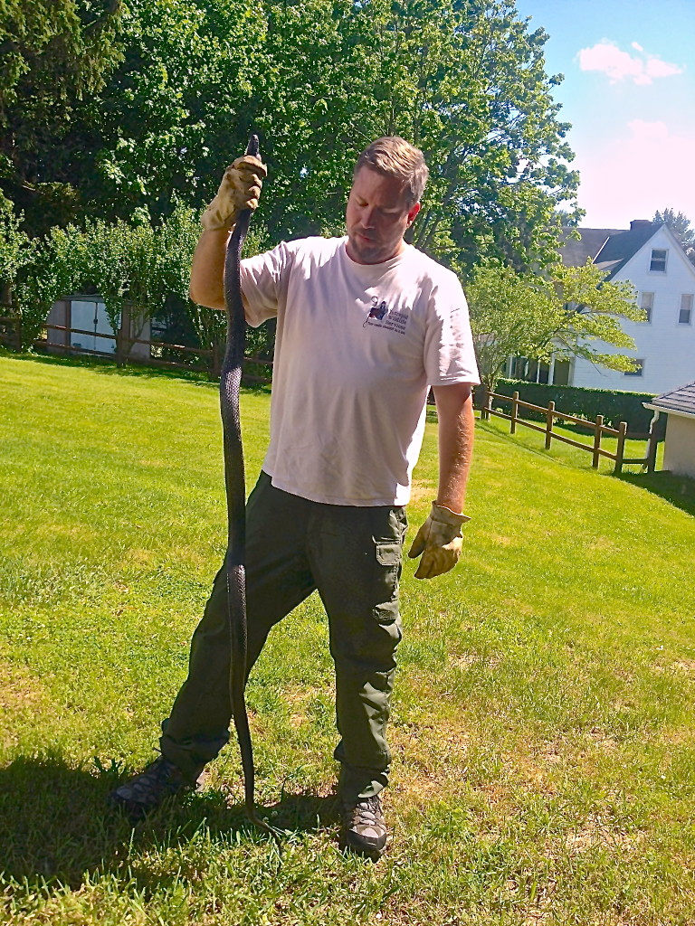 Man holding a large black snake