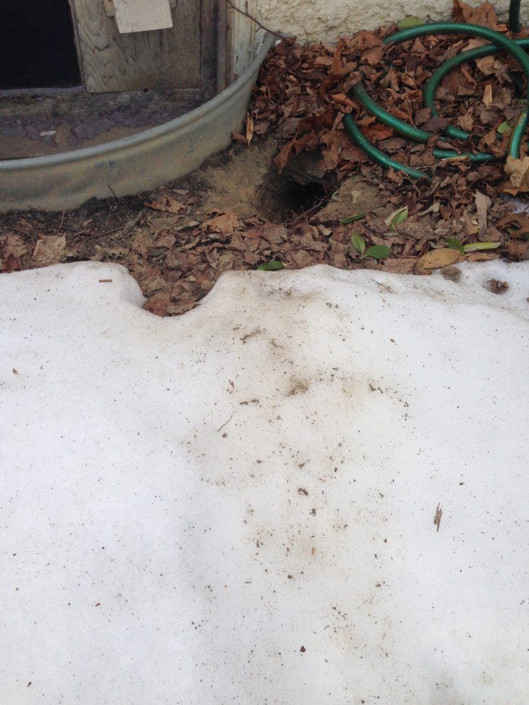 Garden area with hose and snow patches