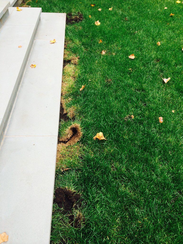 Steps next to grassy area with leaves