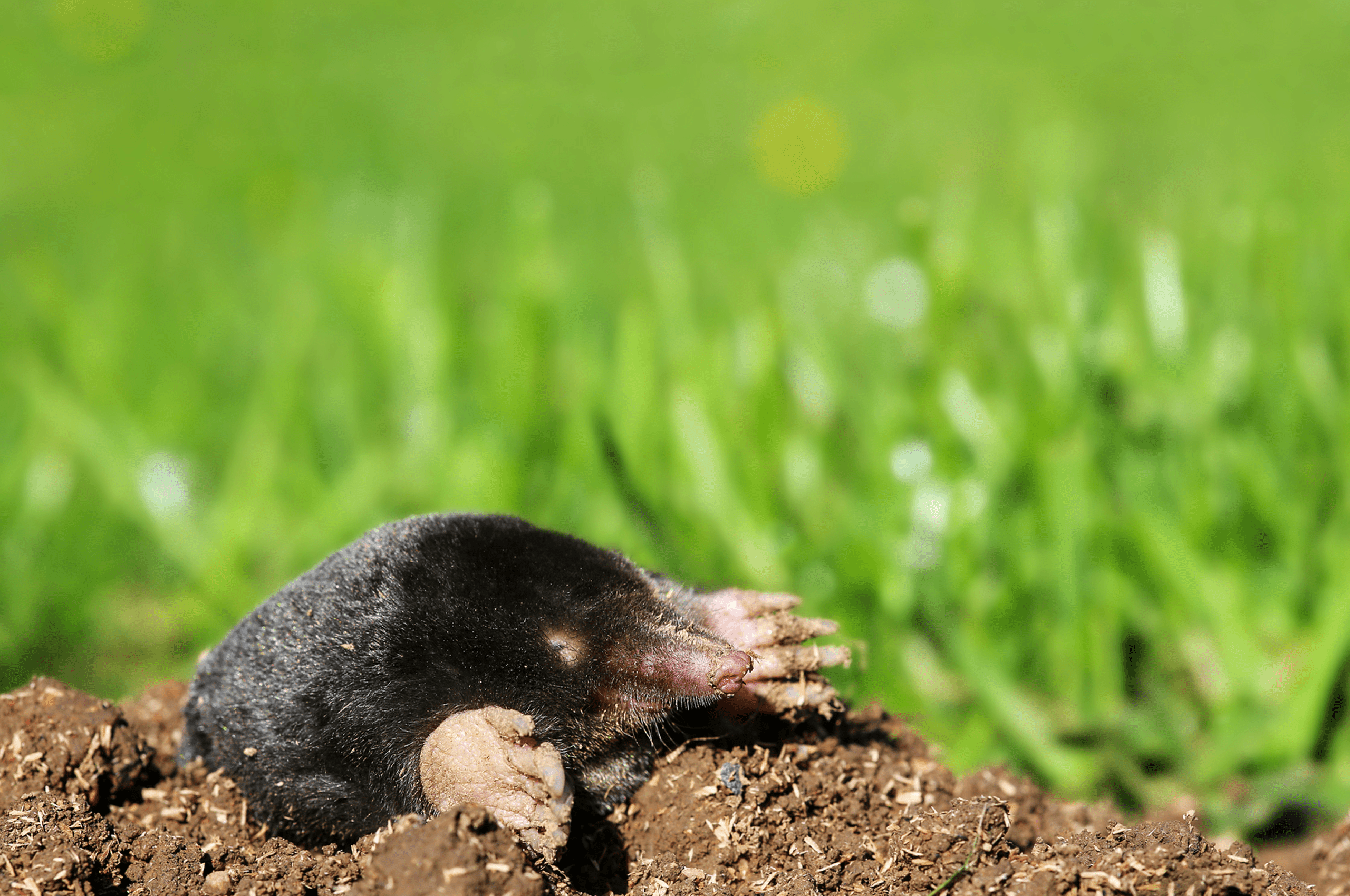 Small mole surfacing in grassy area