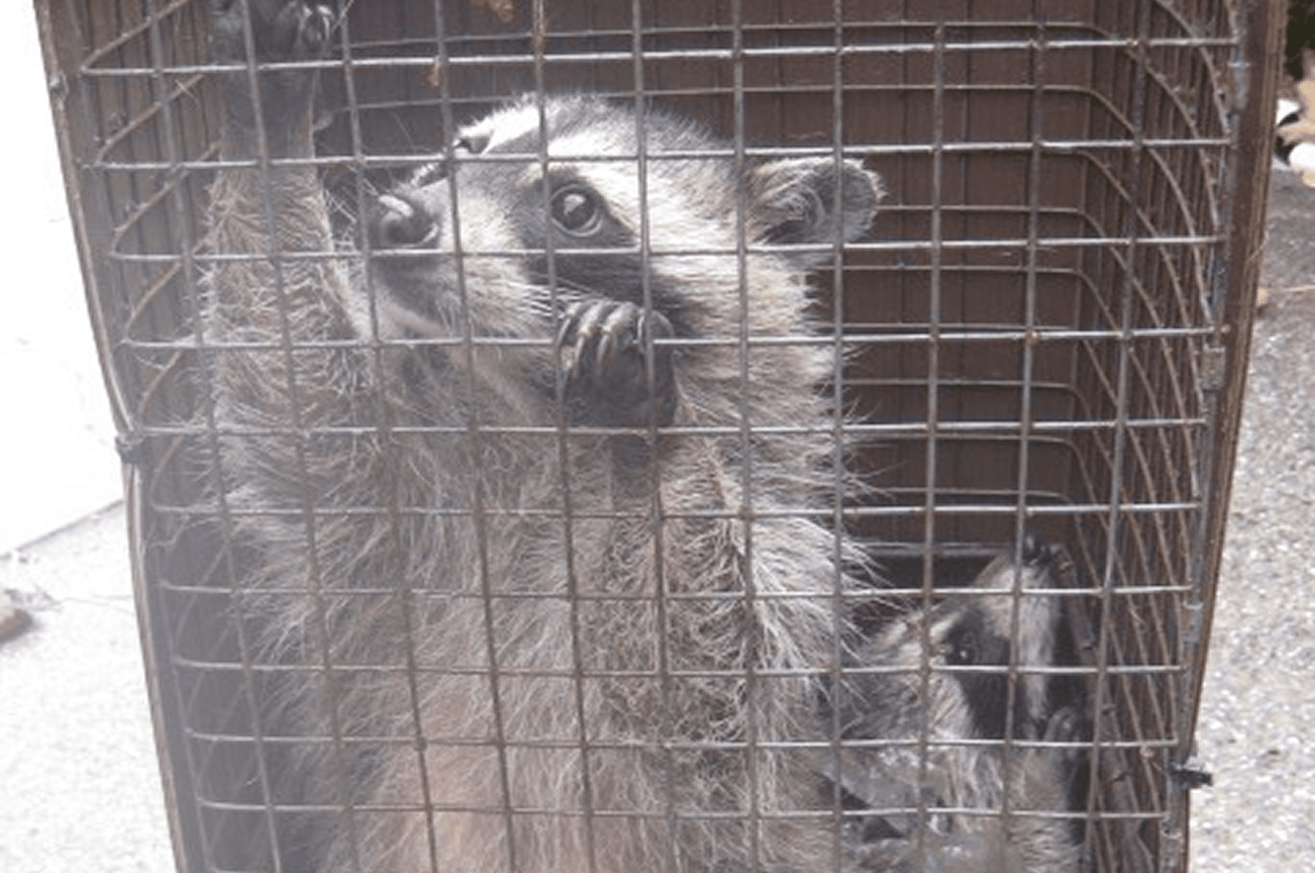 Captive raccoon peering through bars