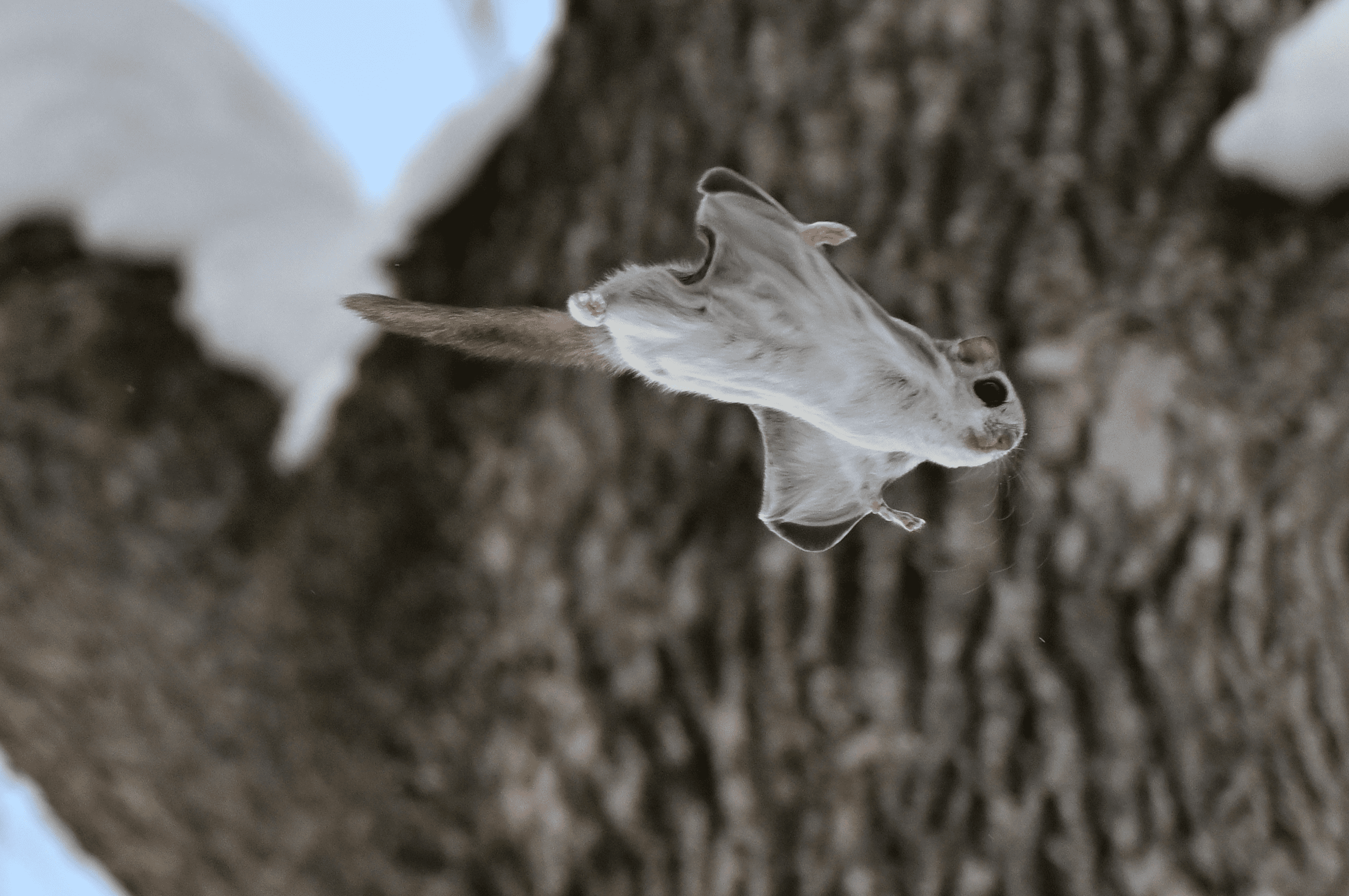 Flying squirrel gliding in forest