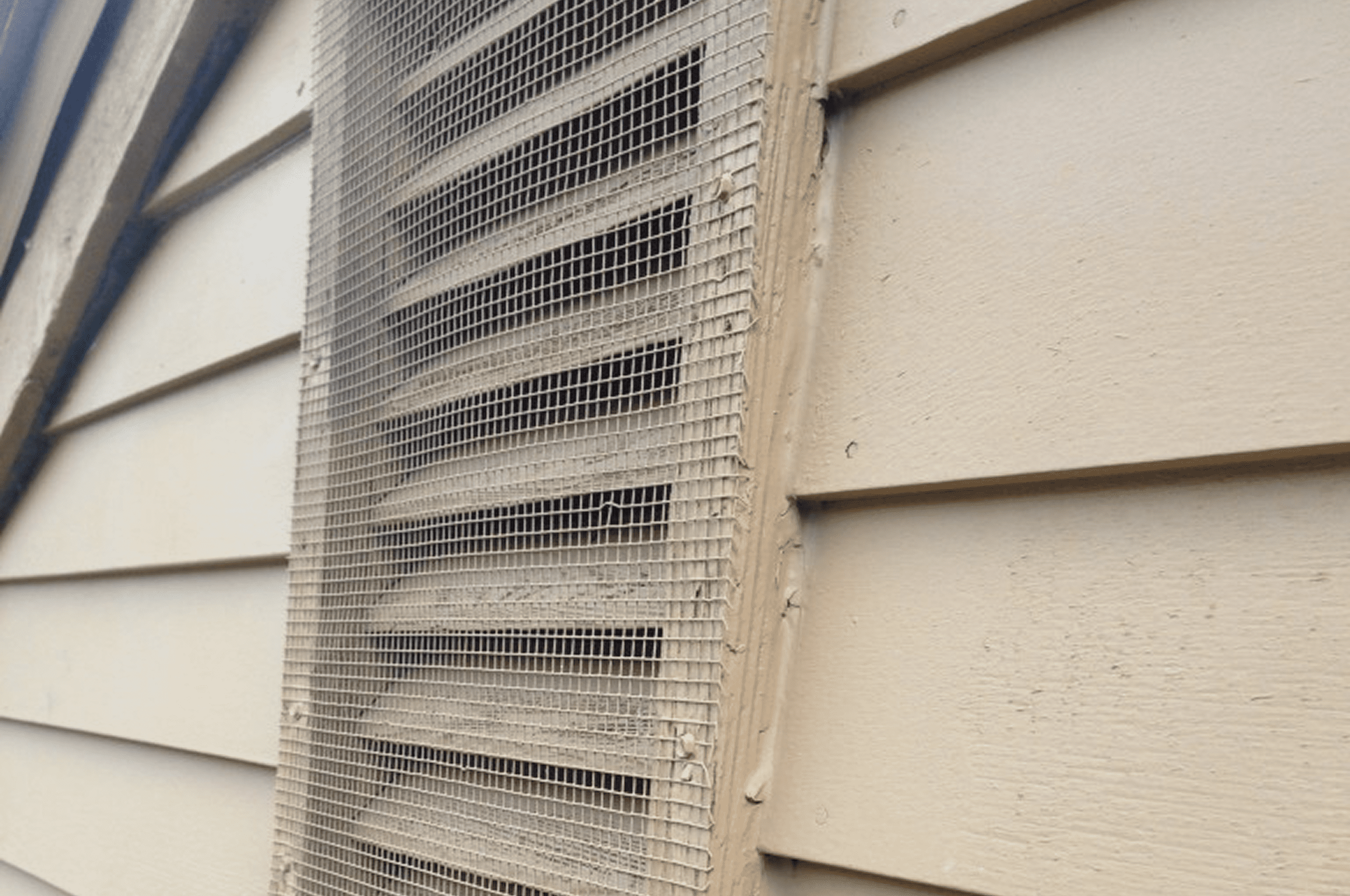Exterior vent with protective mesh