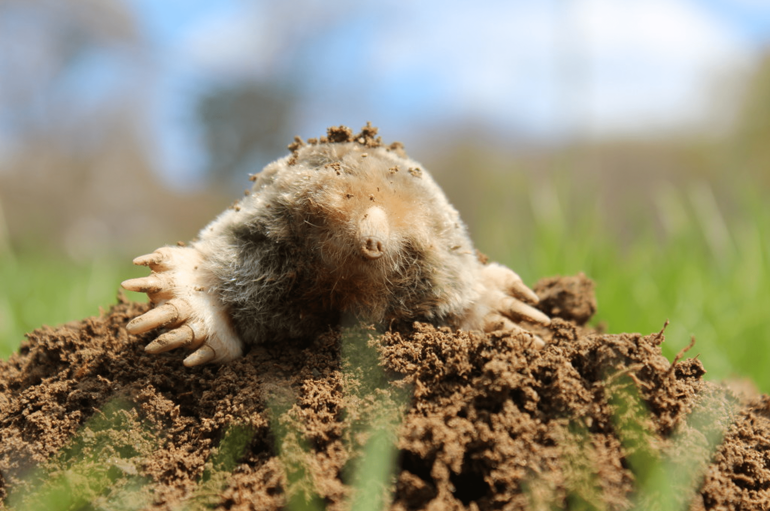 Furry mole on dirt pile