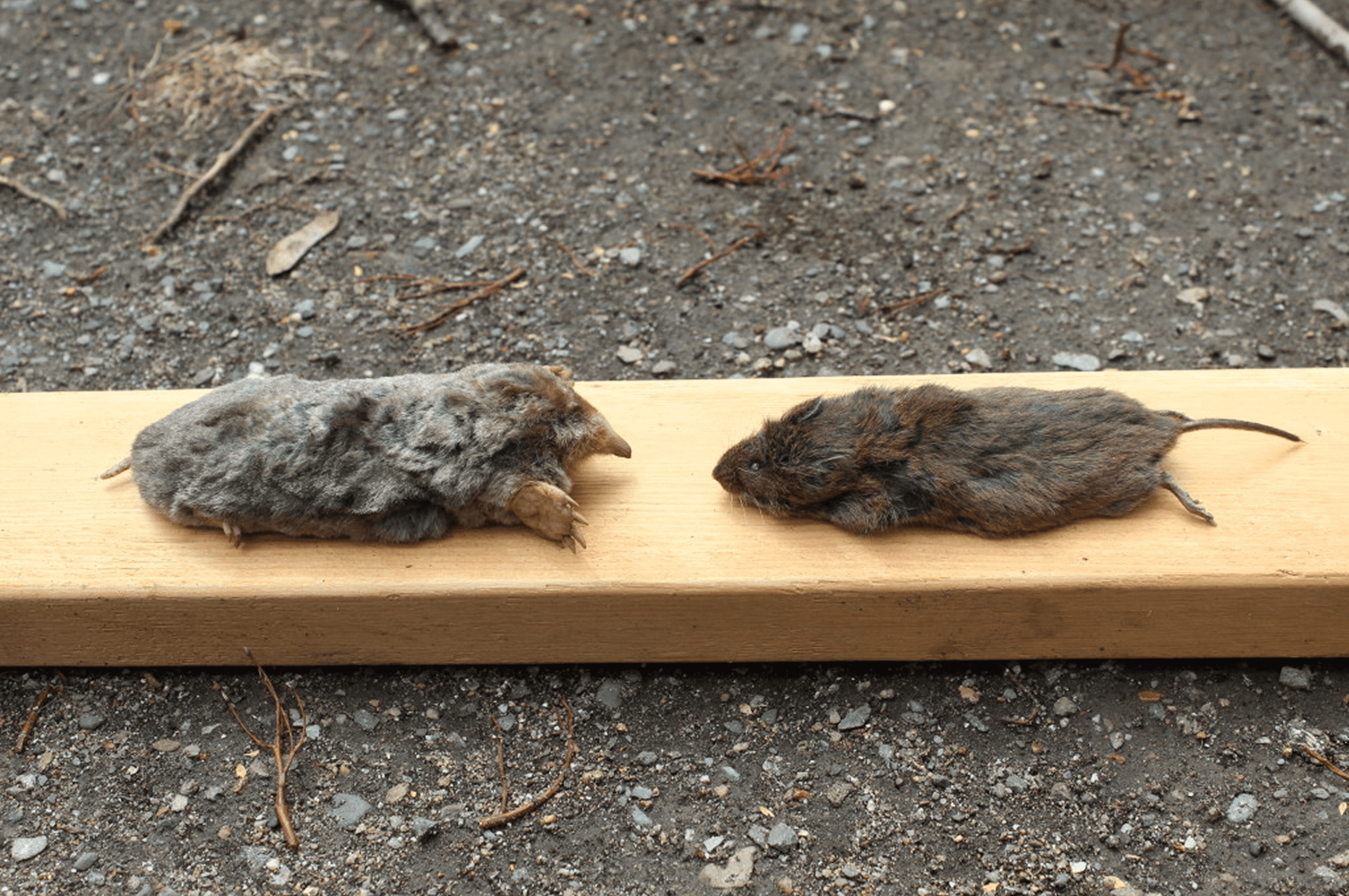 Rodent carcasses placed side by side.