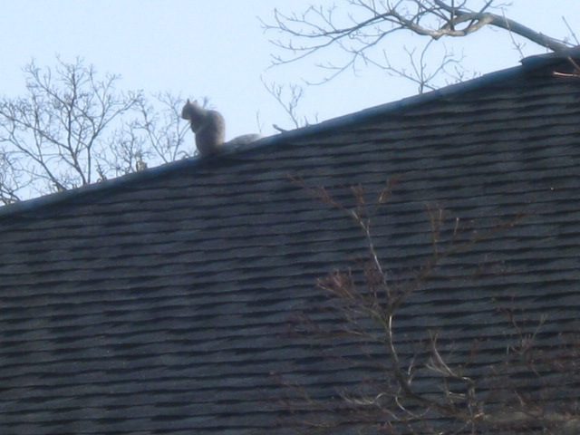 Squirrel on top of house roof