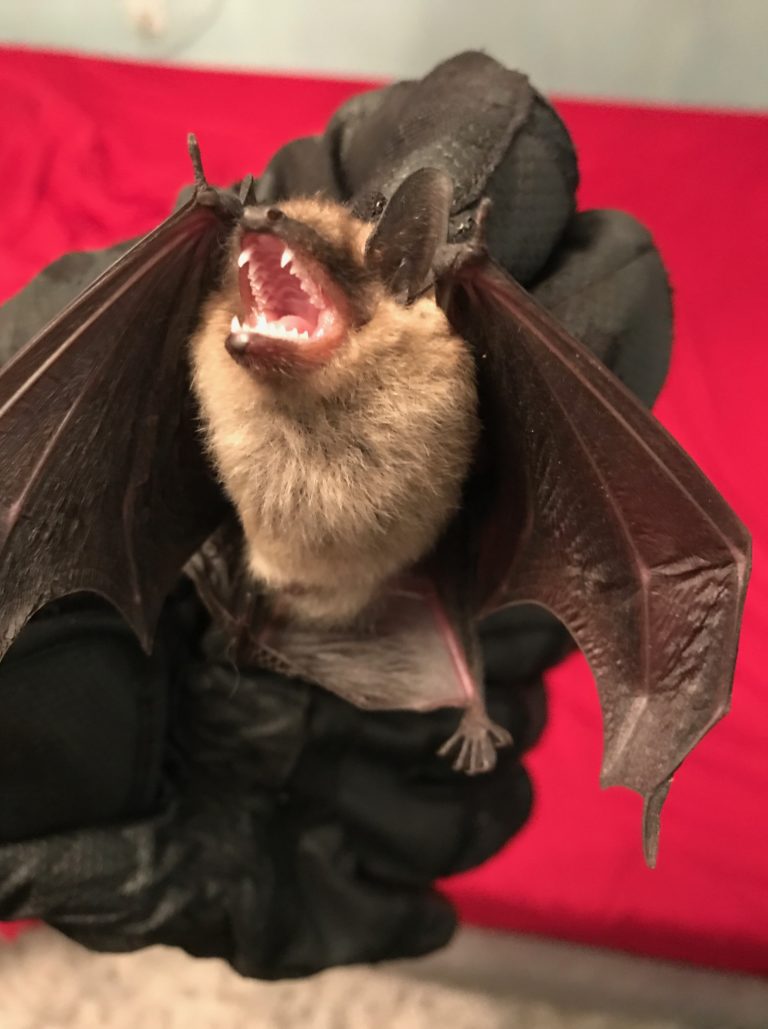 Bat with open mouth in gloved hand