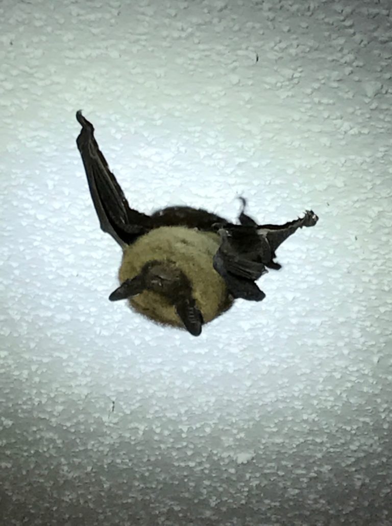 Brown bat resting on white ceiling