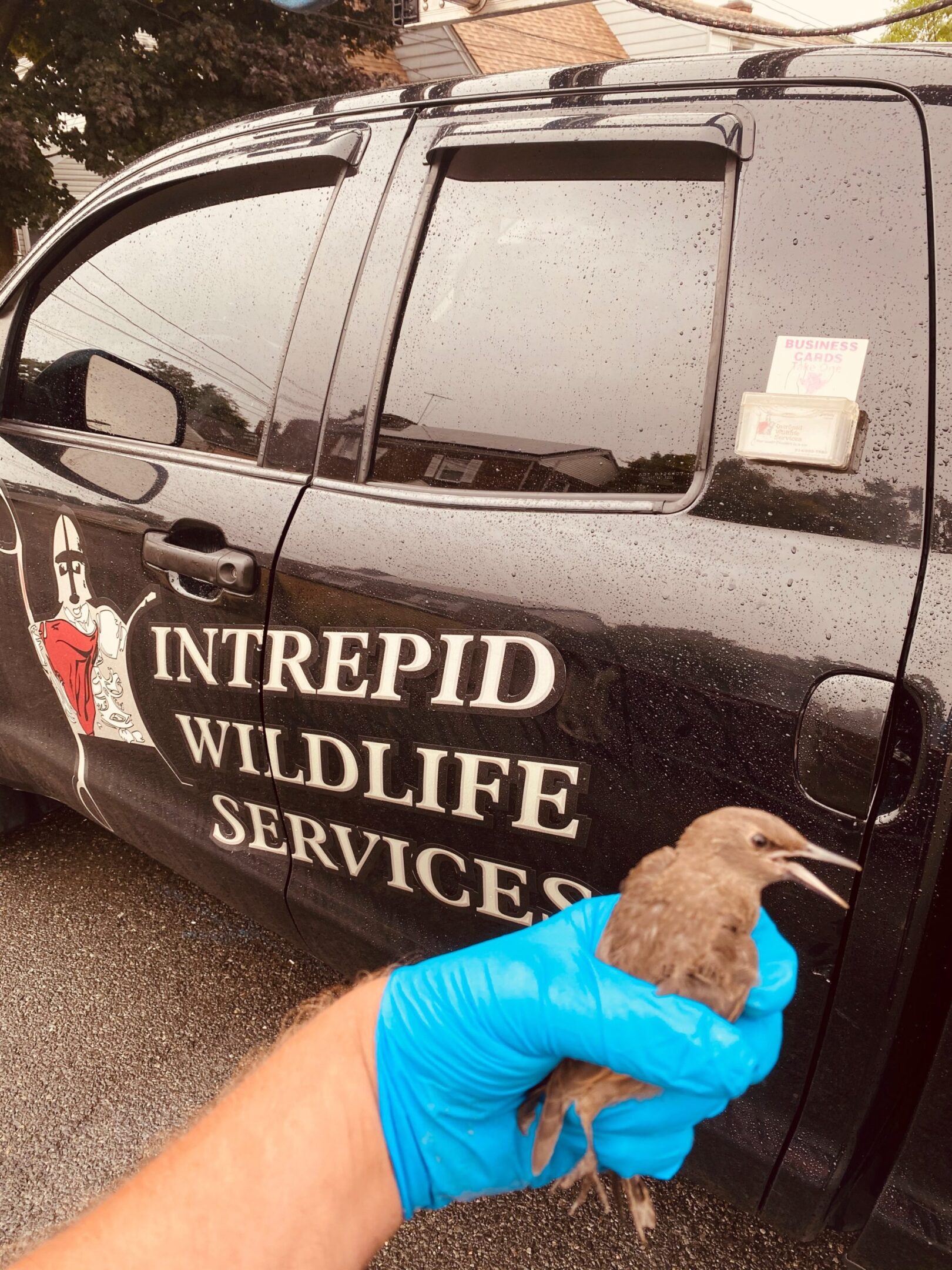Gloved hand holding a bird near truck