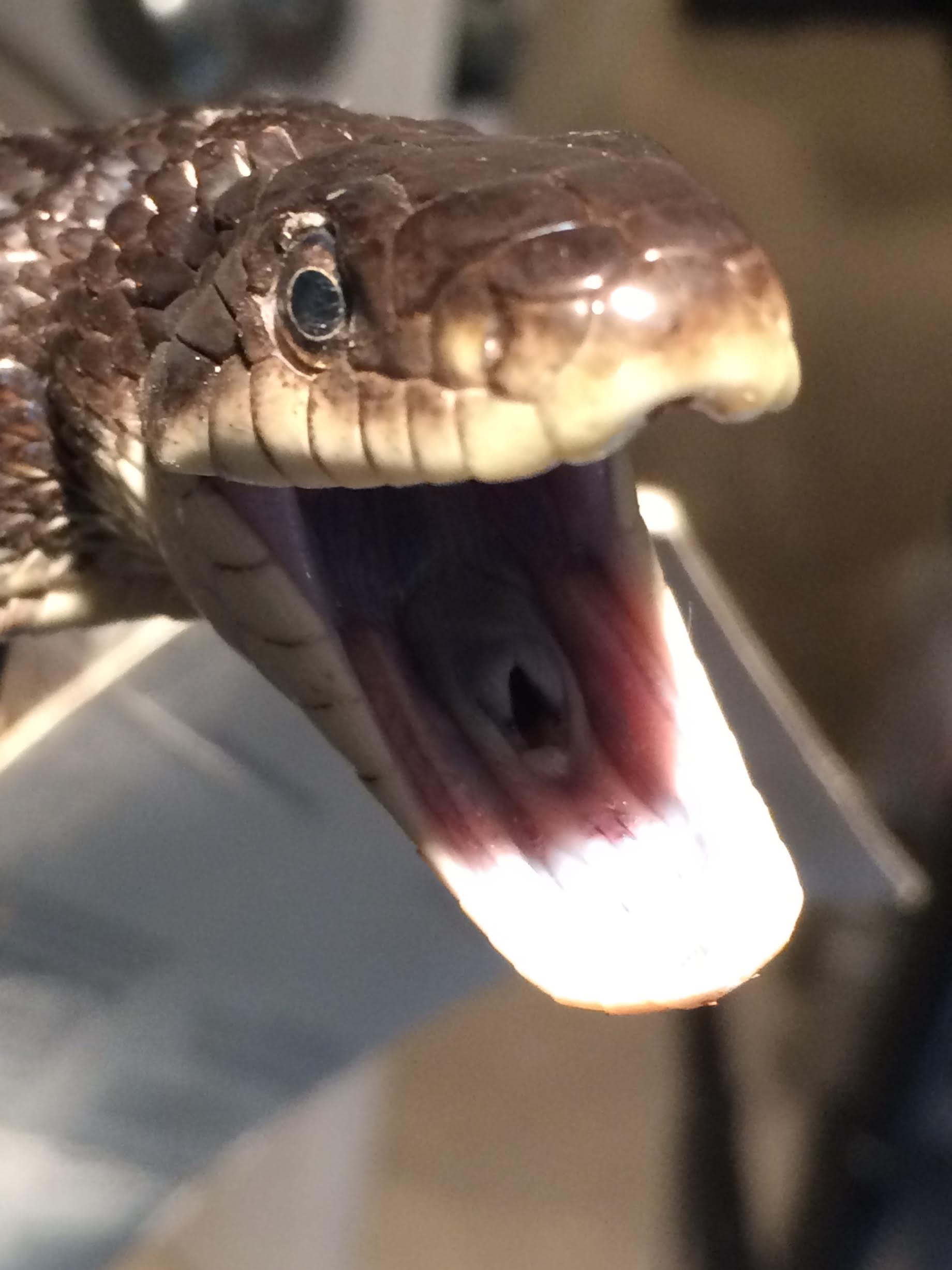 Close-up of a snake's head