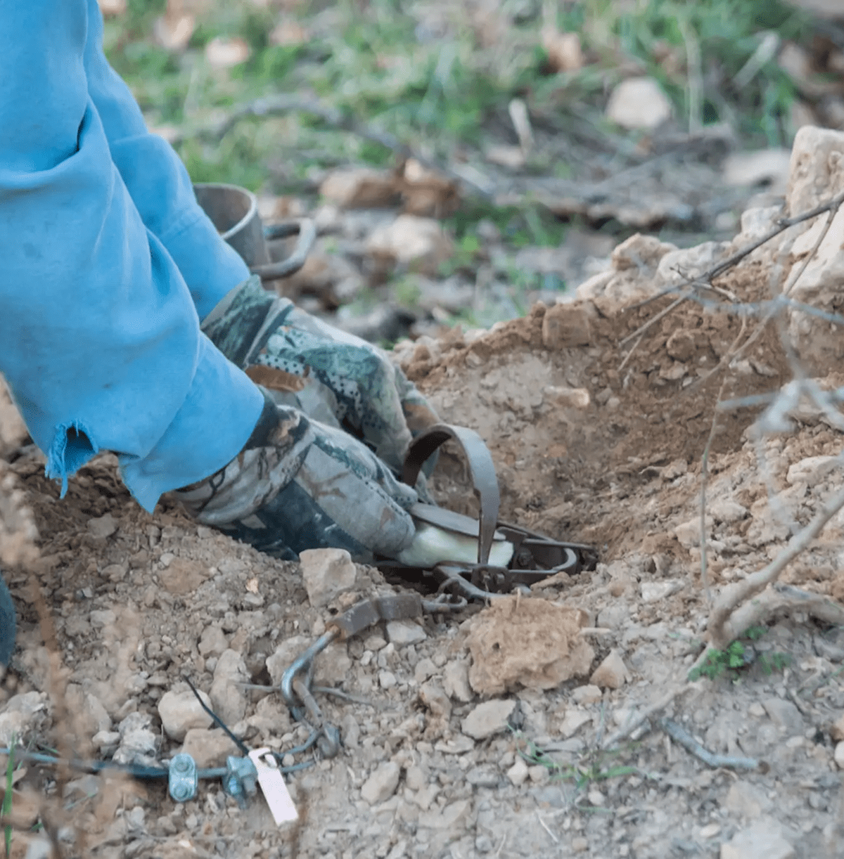 Worker placing trap in soil