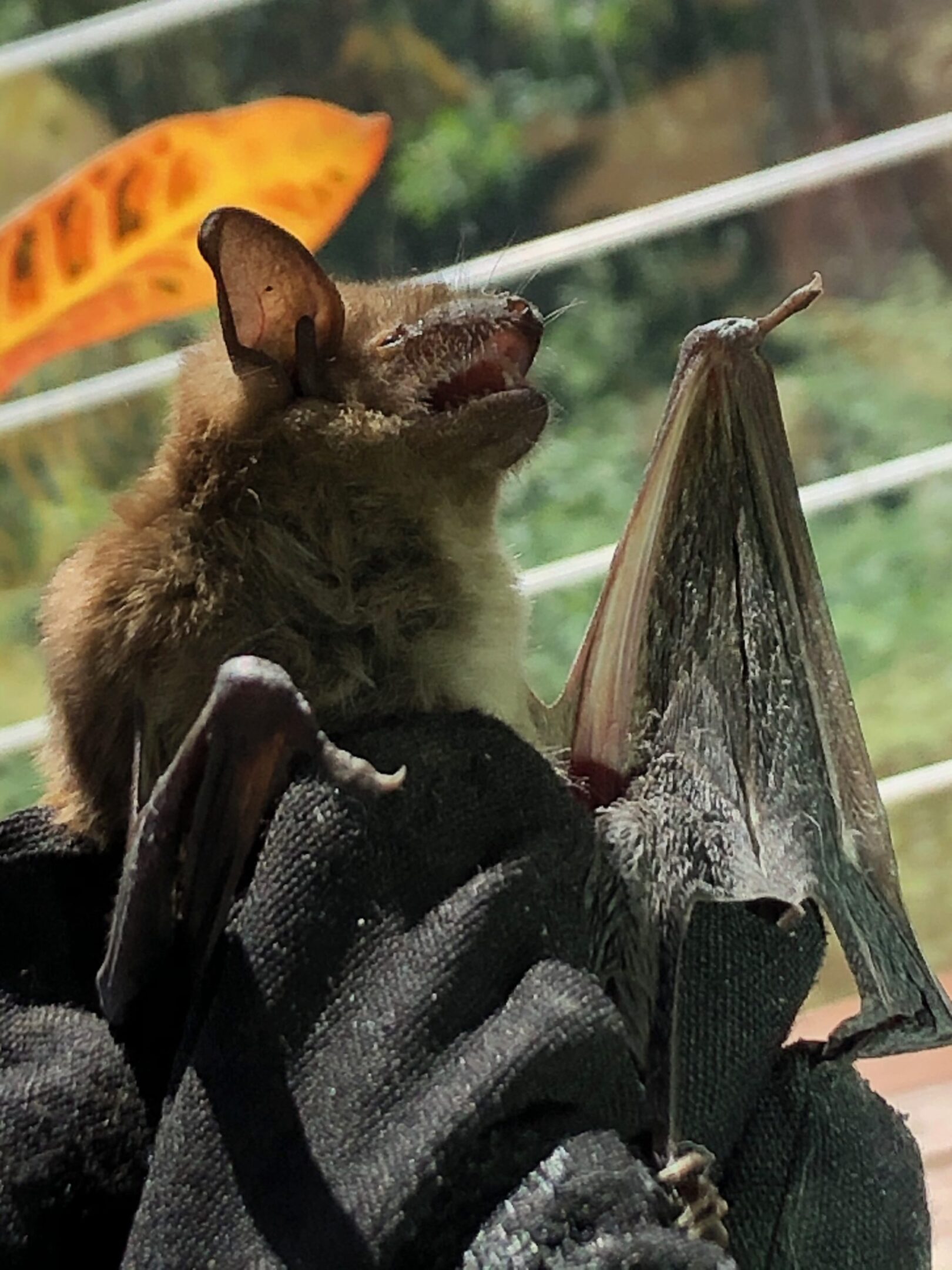Bat resting on a gloved hand