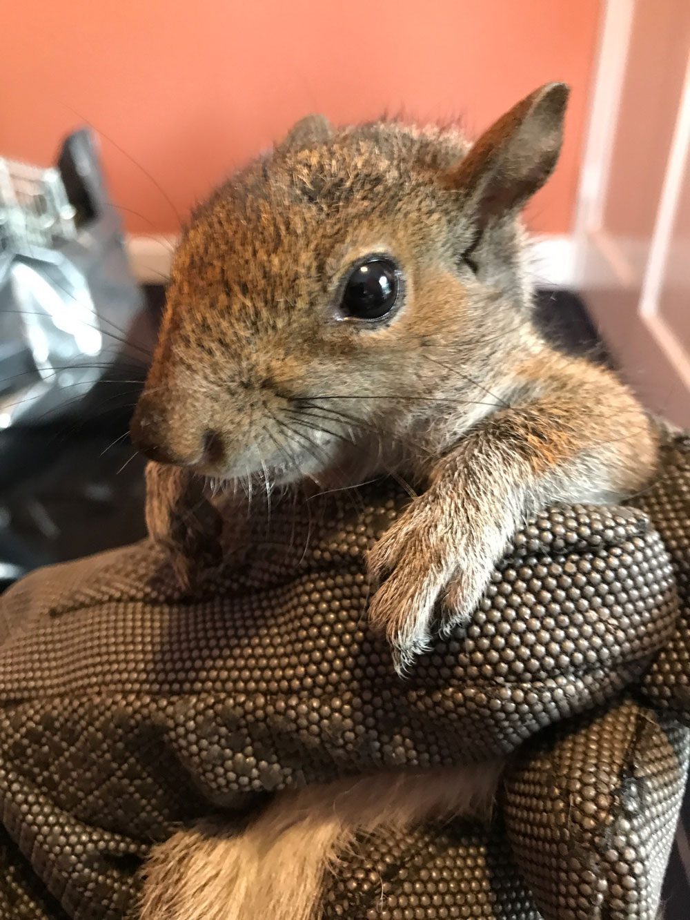 Cute squirrel held in protective glove