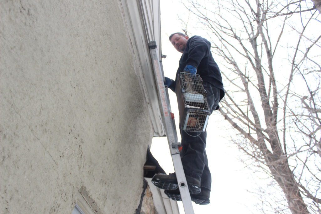 Man on ladder inspecting house gutter