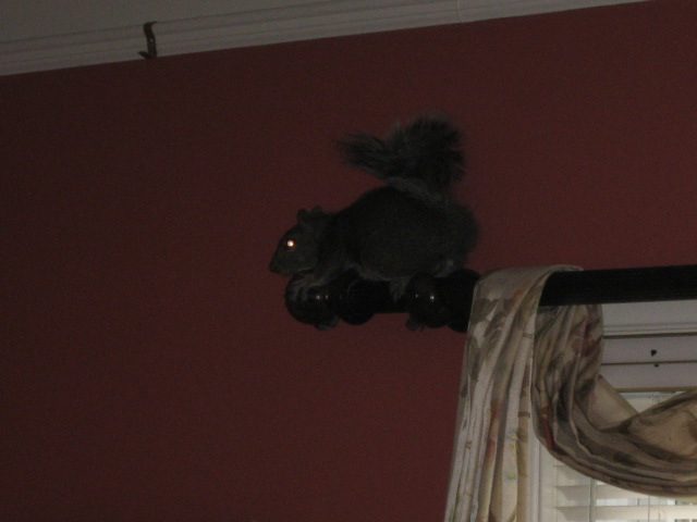 Squirrel sitting on dark curtain rod