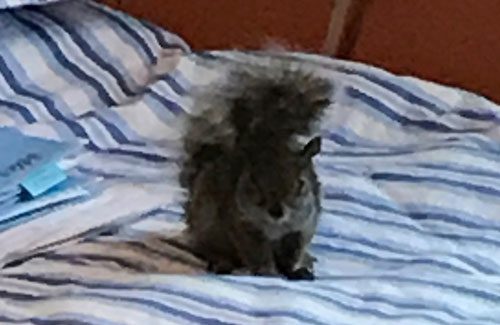 Small squirrel indoors on bed