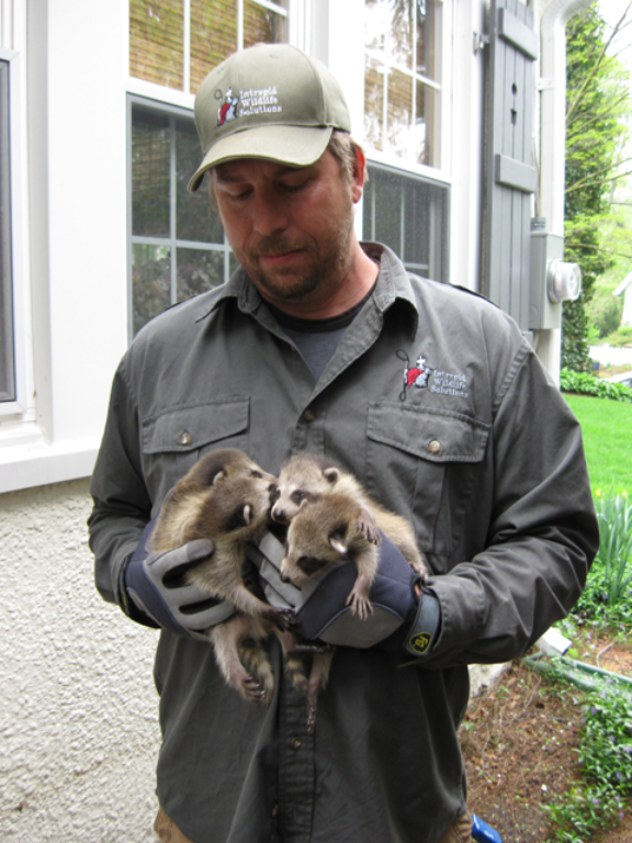 Person caring for small raccoons outdoors