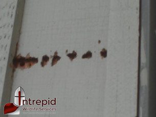 Brown spots on wall