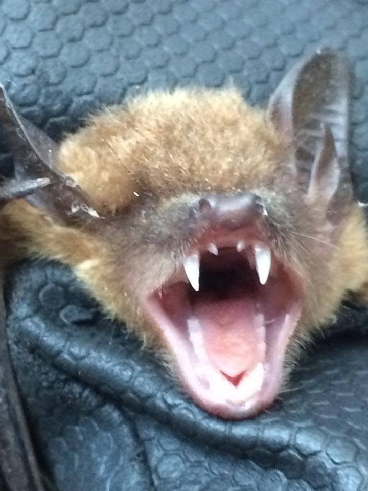 bat1