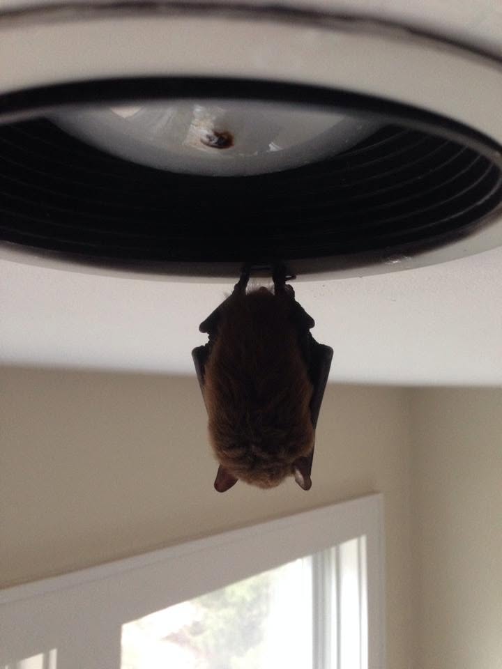 batlight