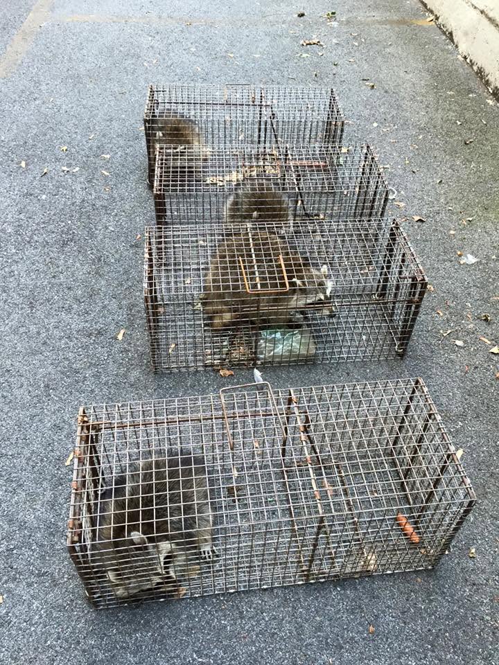 coonsincage