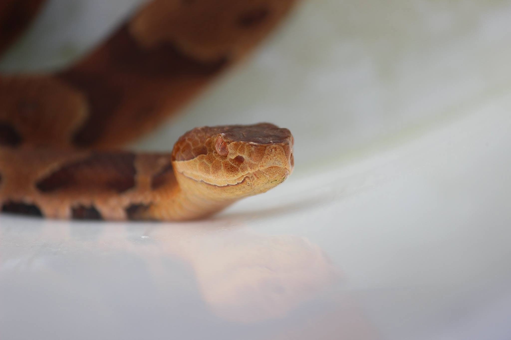 copperhead