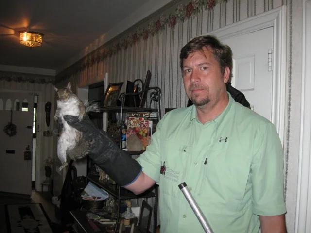 Gray Squirrel Removal Ardsley Ny