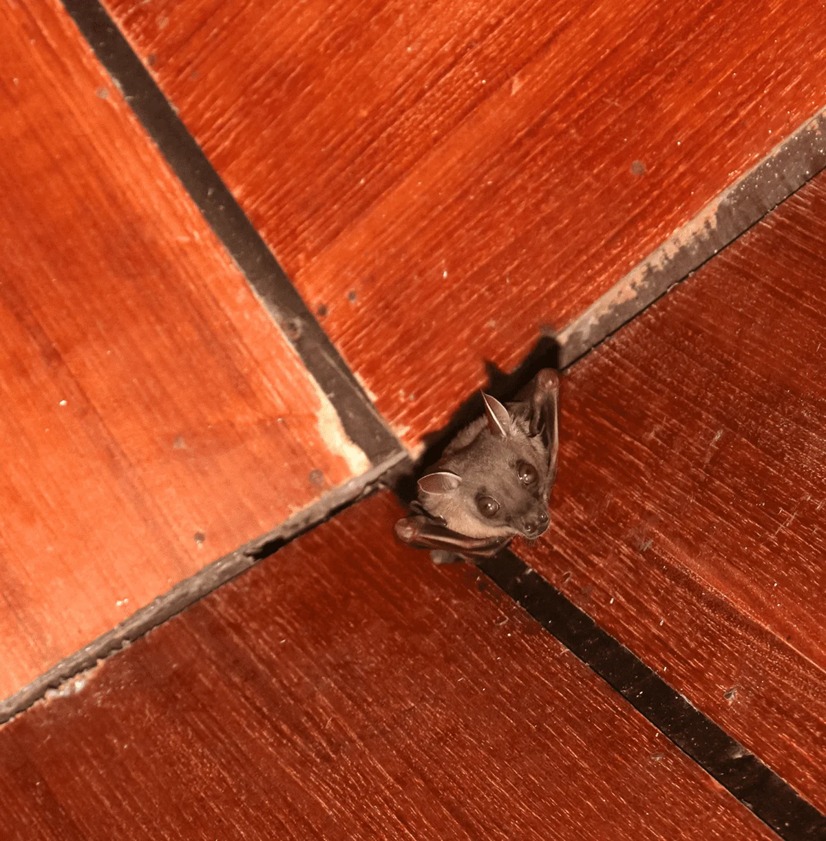Bat perched at floor intersection