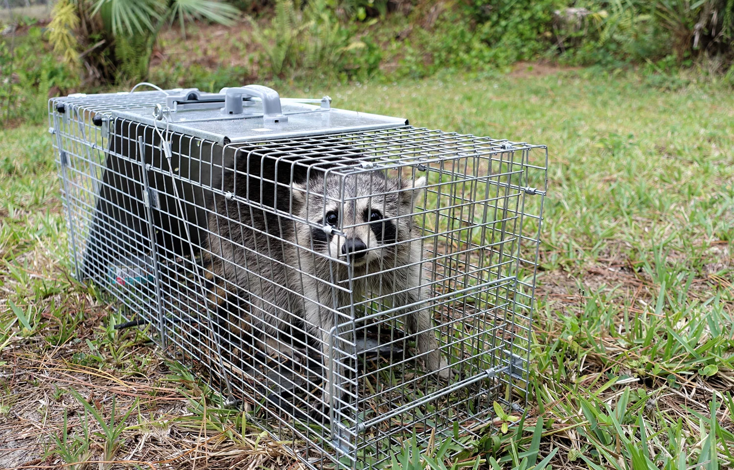 Captured raccoon outdoors in cage