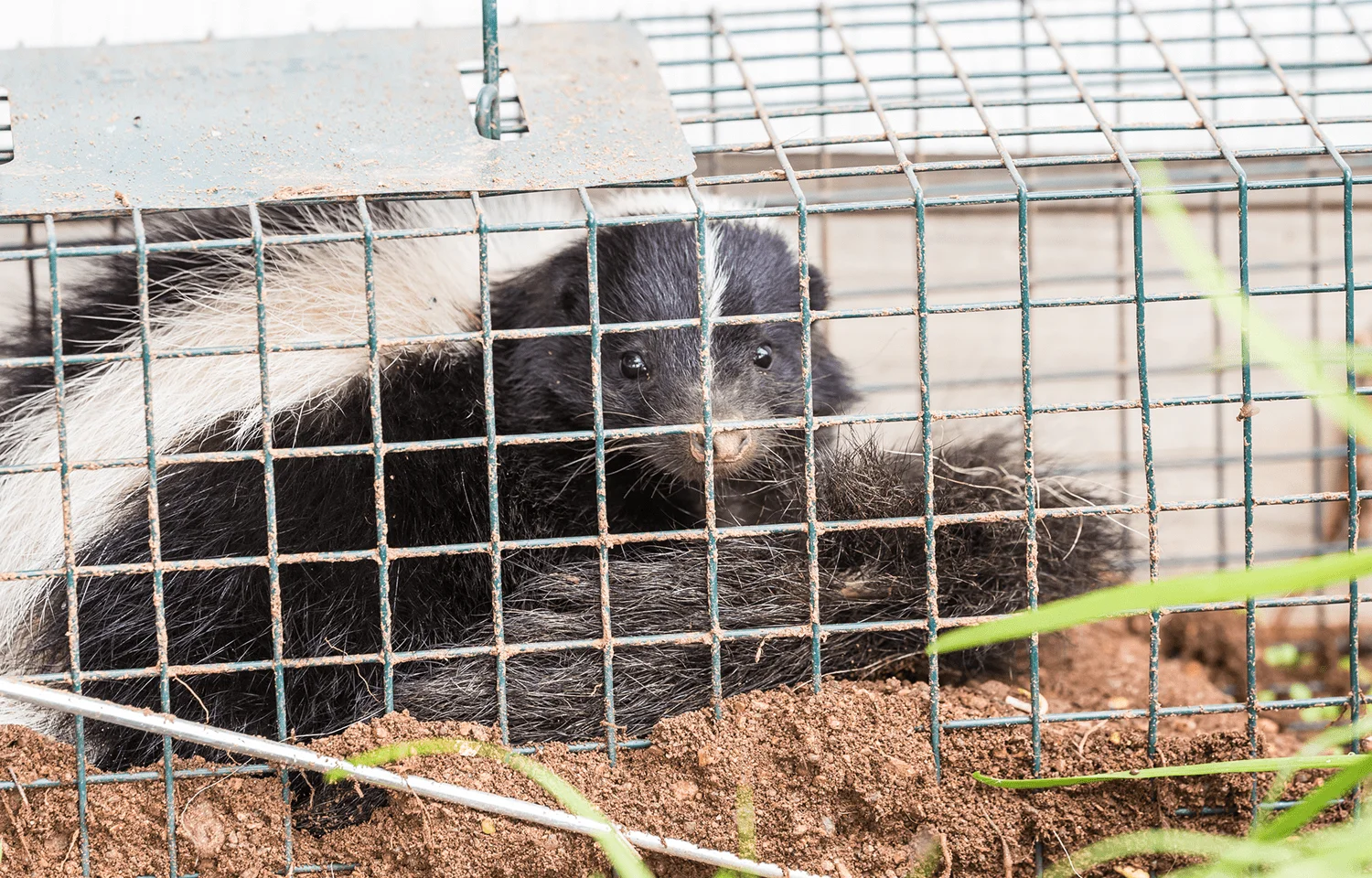 Skunk behind wire enclosure