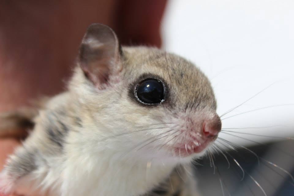 squirlface