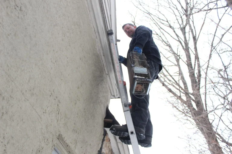 Squirrel Removal Larchmont