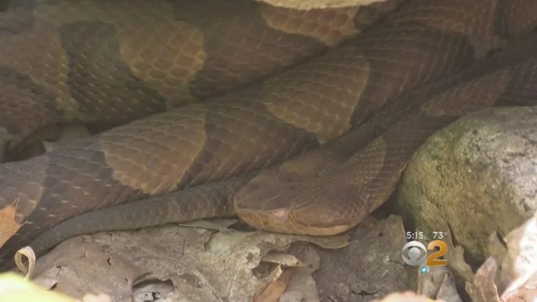 Rattlesnake warning