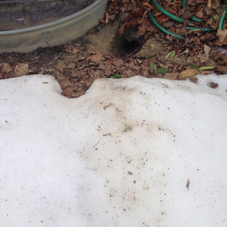 Garden area with hose and snow patches