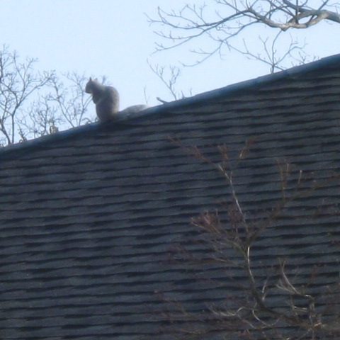 Squirrel on top of house roof