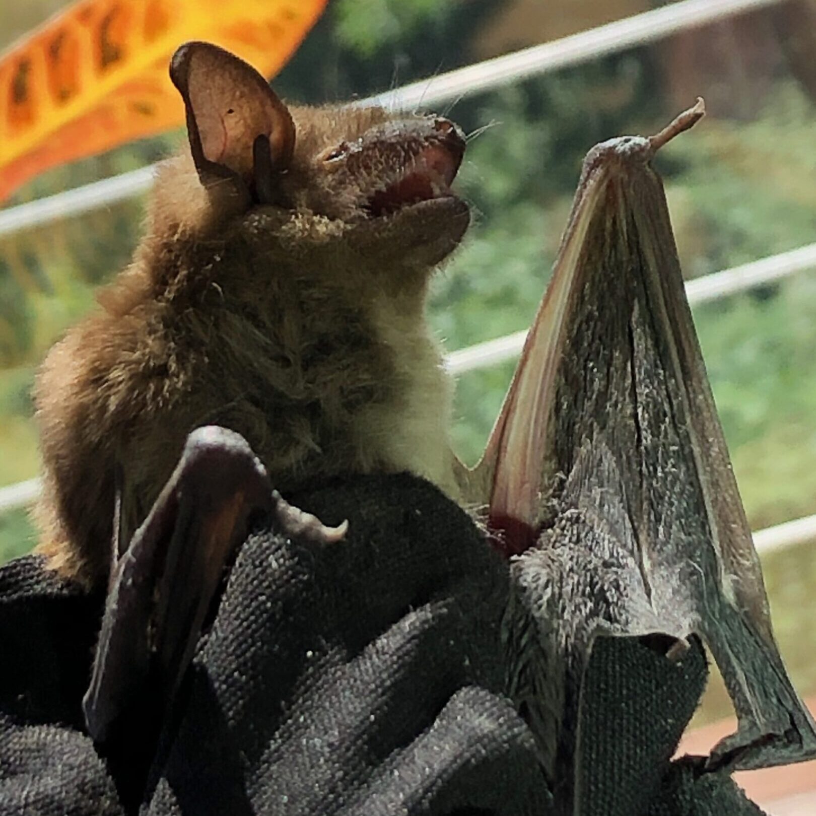 Bat resting on a gloved hand